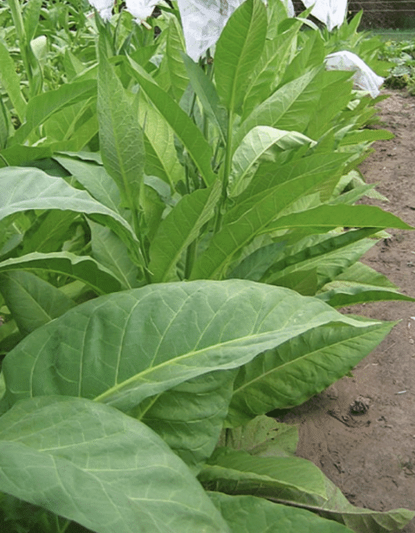 Tobacco - Broad Leaf Orinoco Plant (3.25" pot) - Image 2